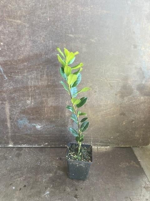 Overstock Prunus caucasica 50/60 Pot 1.5L, Tuin en Terras, Ophalen, Laurier, Struik, Minder dan 100 cm
