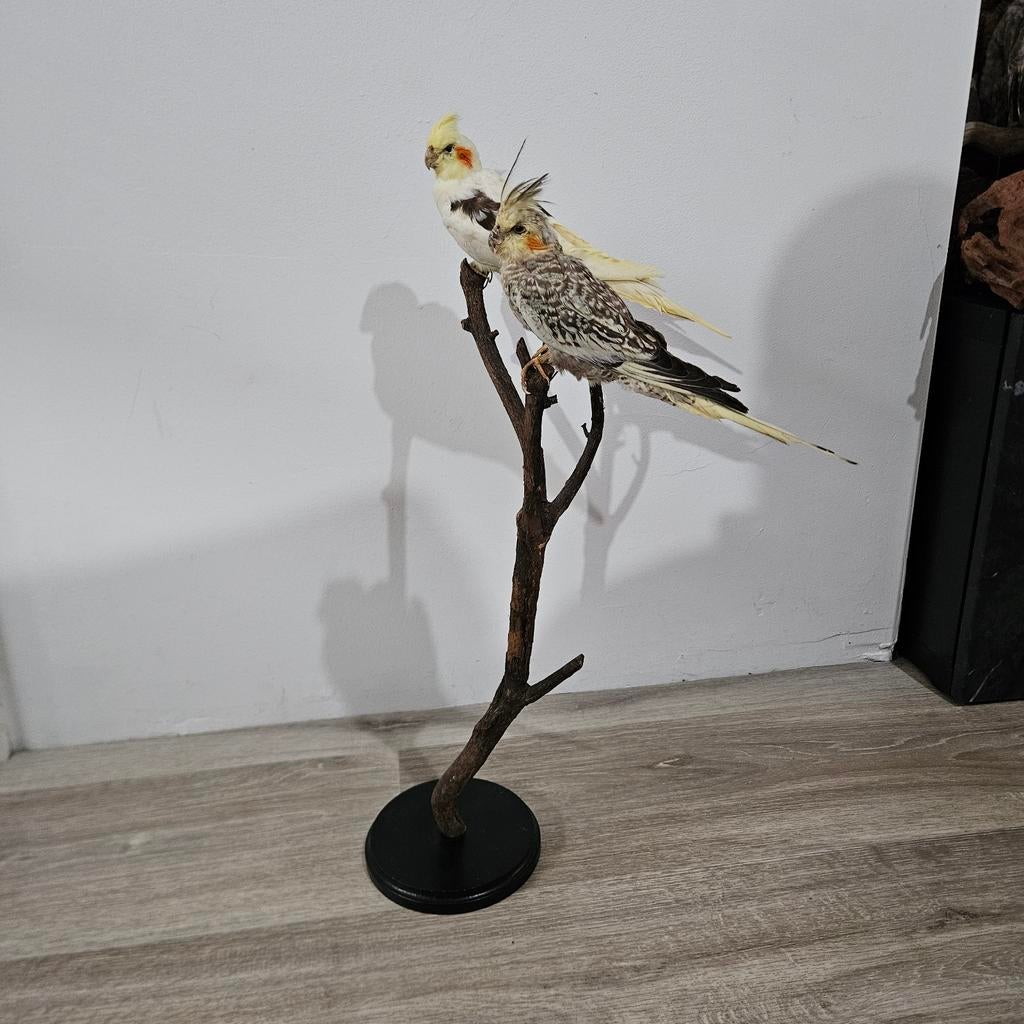 Calopsittes en peluche | taxidermie montée | taxidermie, Collections, Collections Animaux, Comme neuf, Animal empaillé, Oiseaux