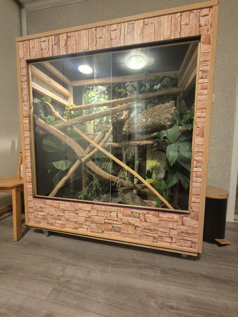 Groot terrarium boa constrictor slang (koopje), Dieren en Toebehoren, Slang, Met terrarium, 0 tot 2 jaar