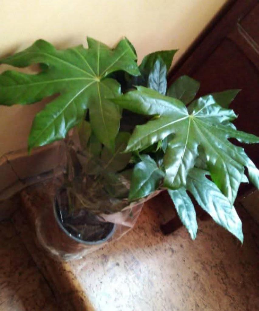 Fatsia japonica, Ophalen