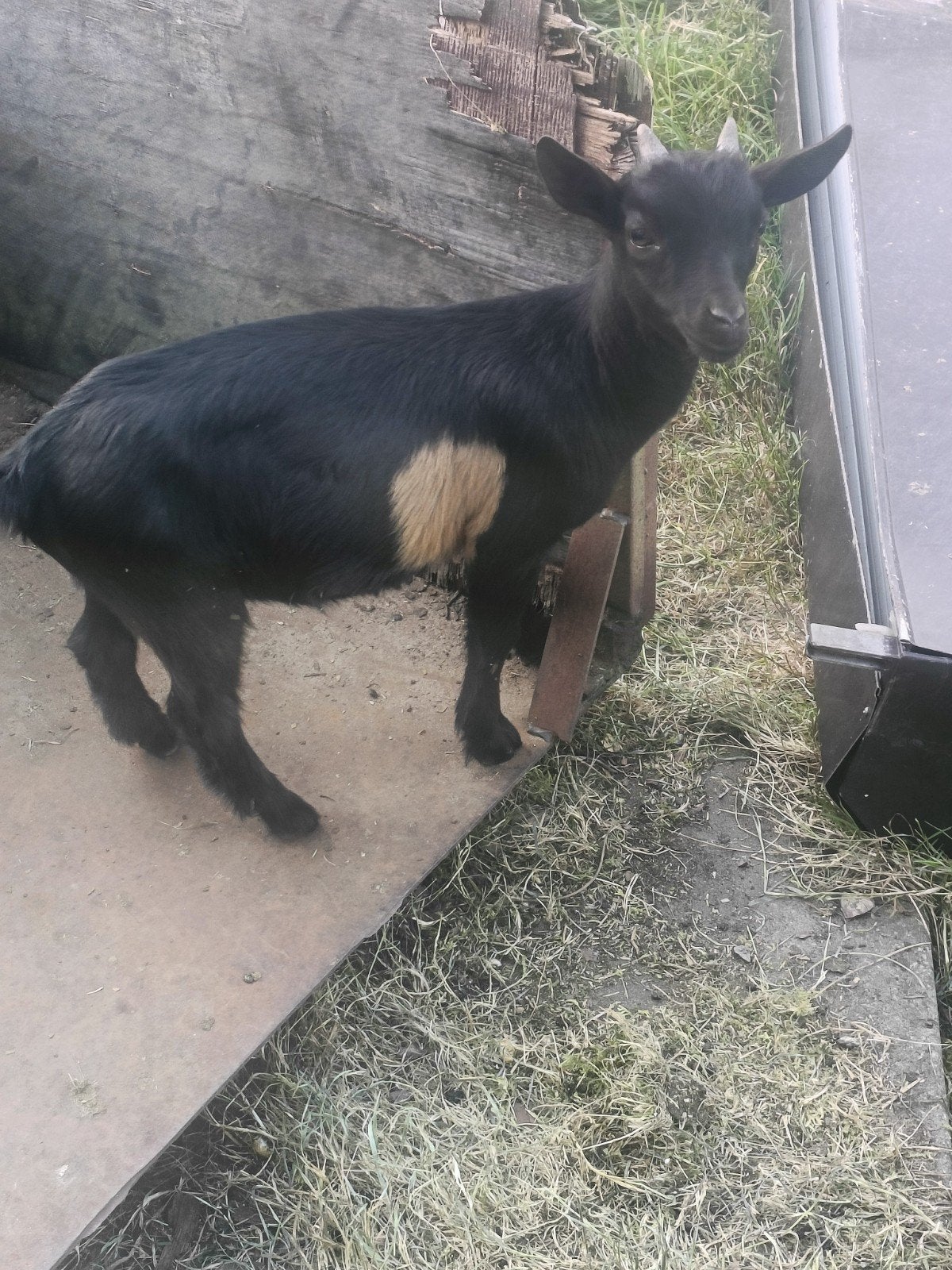 zwart bokje met bruine vlek, Dieren en Toebehoren