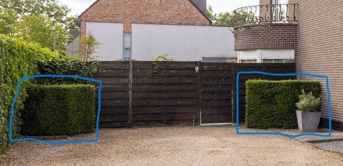 GRATIS TAXUSHAAGJES, Ophalen, Taxus, Haag, 100 tot 250 cm
