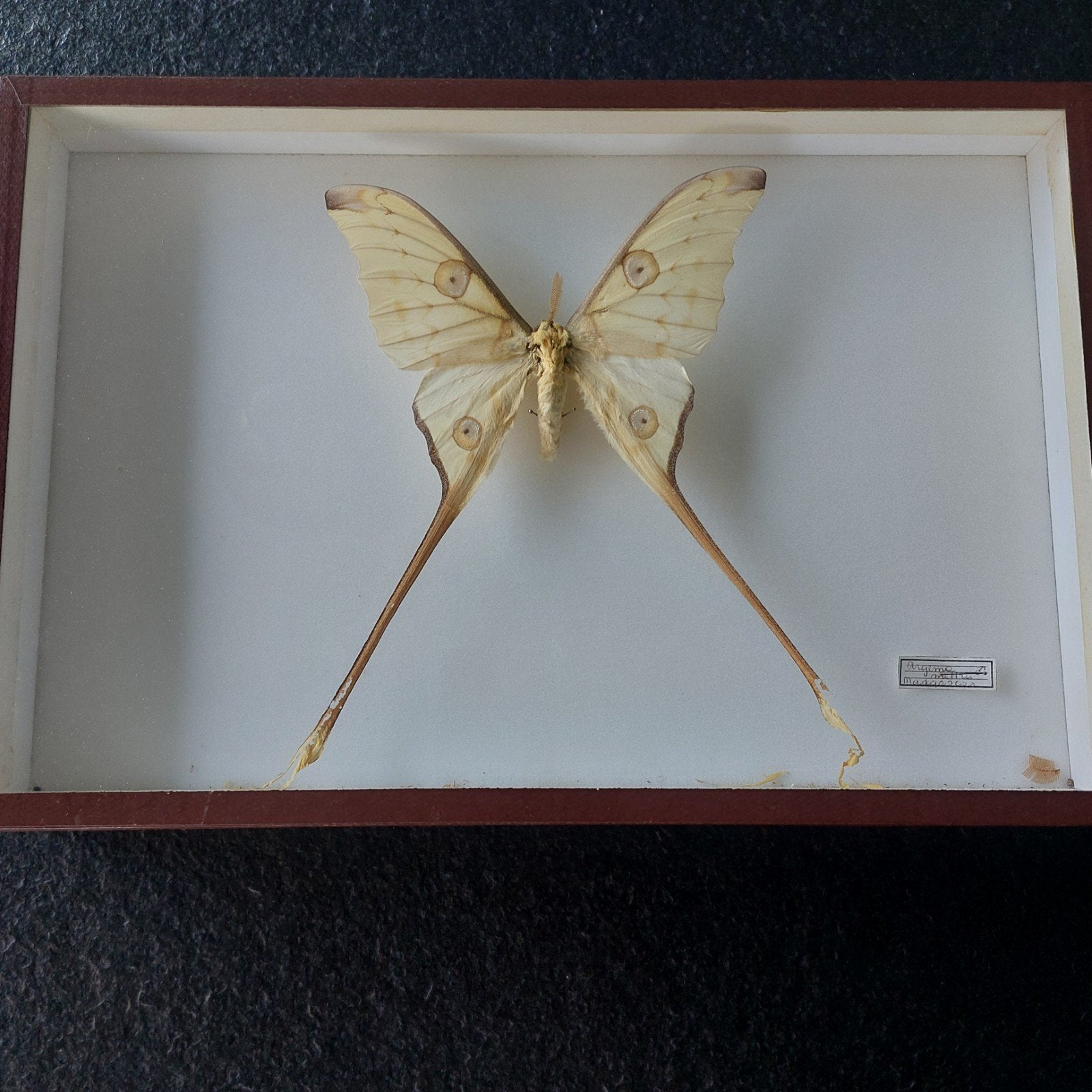 vitrine taxidermie vlinder, Verzamelen, Ophalen of Verzenden