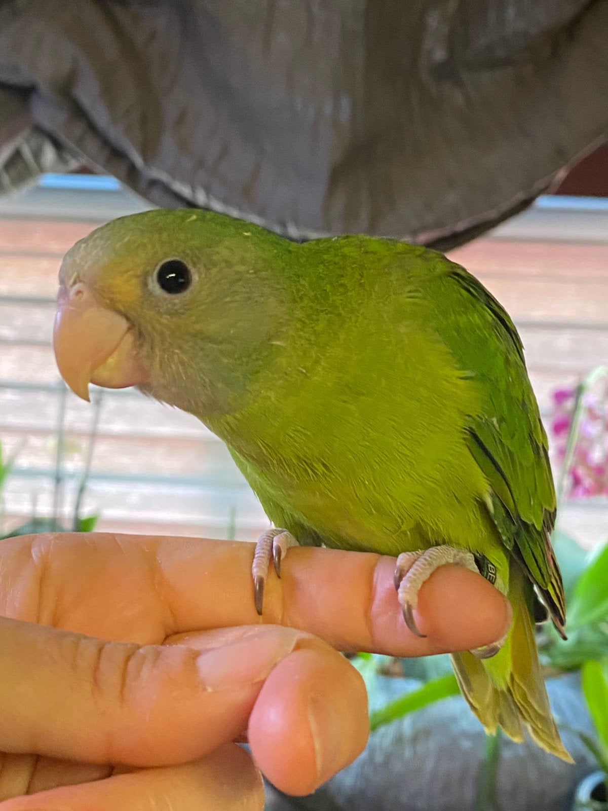Handtamme jonge pruimkop parkieten met DNA, Dieren en Toebehoren, Vogels | Parkieten en Papegaaien, Parkiet, Meerdere dieren, Pratend