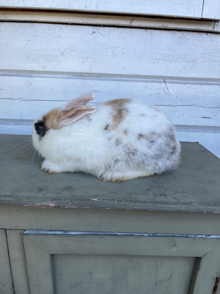 Dwerg konijntjes, Dieren en Toebehoren, Konijnen, Mannelijk, Dwerg, 0 tot 2 jaar