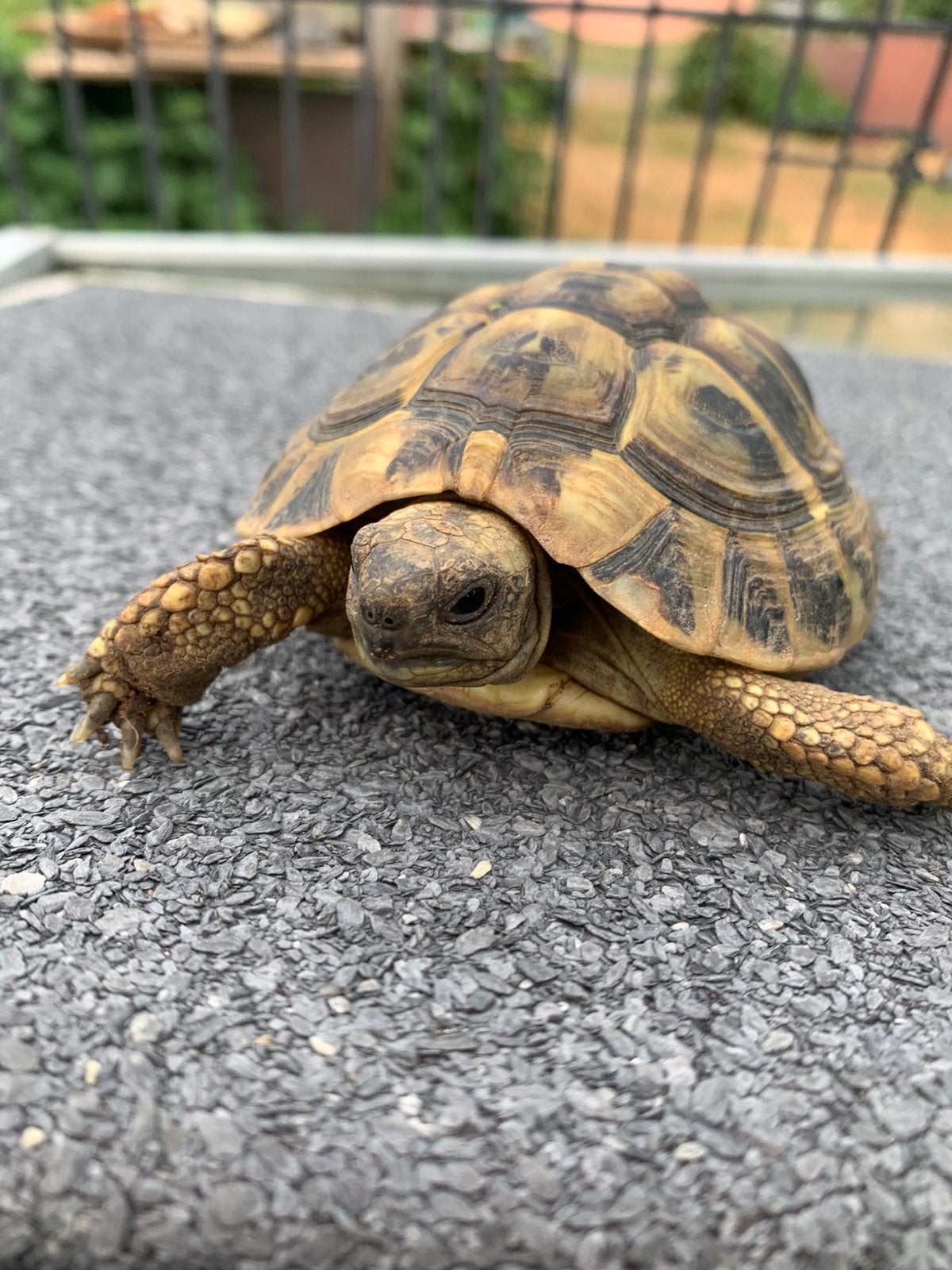 Griekse landschildpad - Testido Hermanni Boetgerie, Dieren en Toebehoren, Reptielen en Amfibieën, Schildpad, Tam, 3 tot 6 jaar
