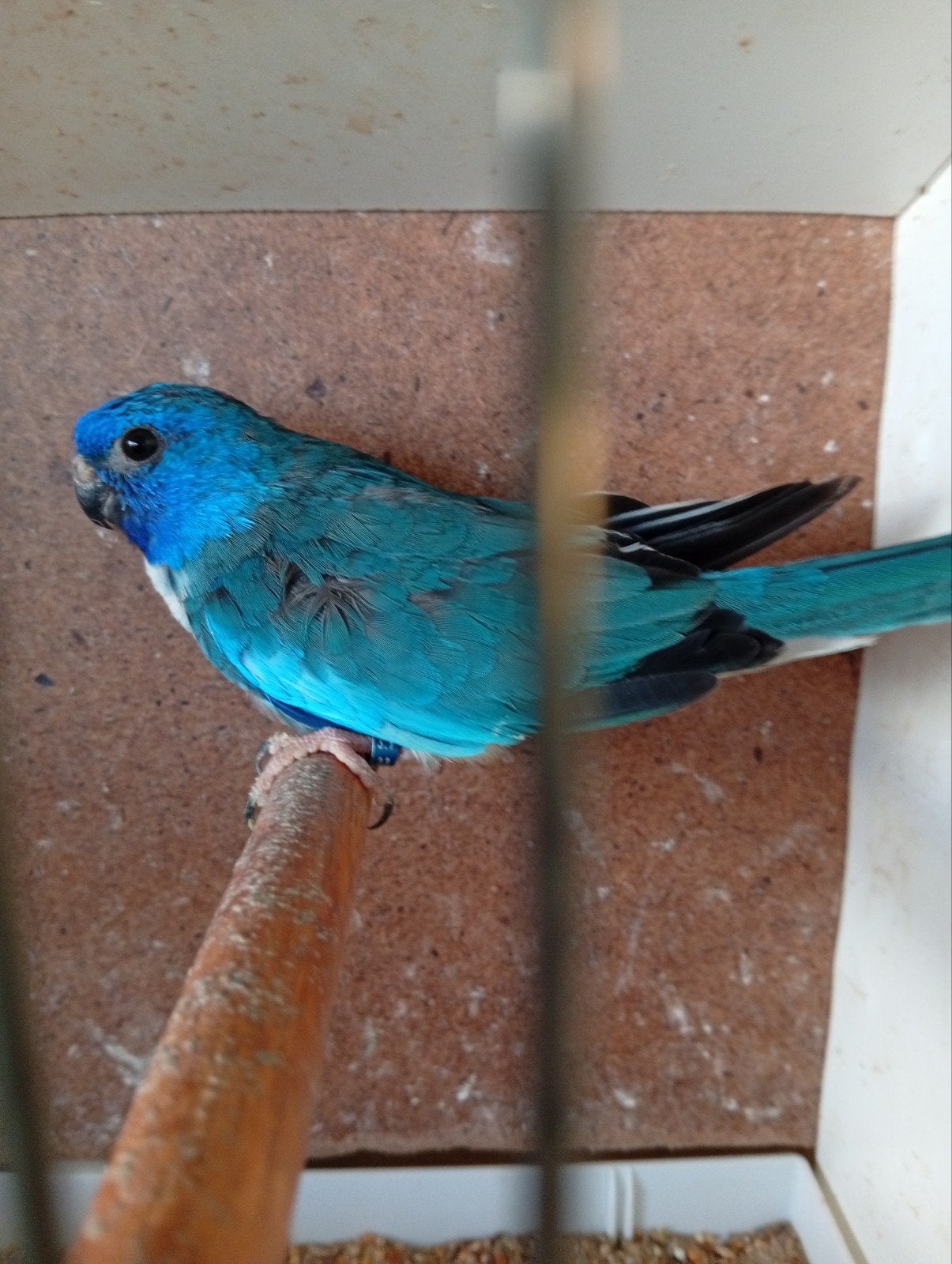 Splendid blauw 23, Dieren en Toebehoren, Geringd