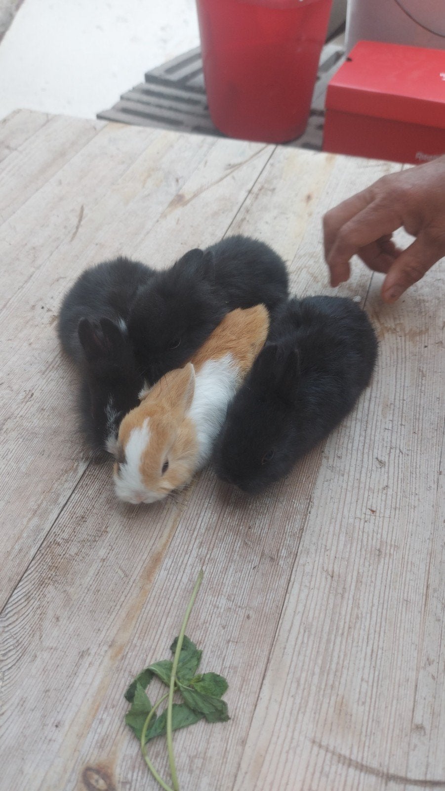 4 babykonijntjes 6 weken oud mogen nest verlaten, Juni, Meerdere dieren, Overige typen, Tam