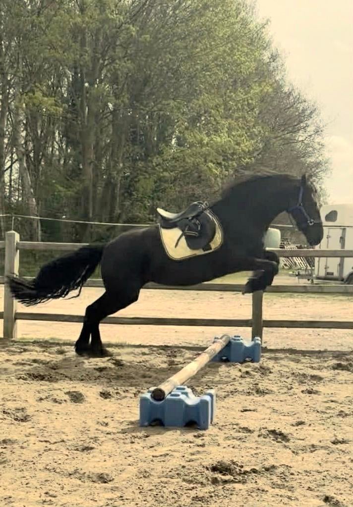 Halve stal/bijrijder voor 3 jarige Fries - Aartselaar, Avec pedigree, M, 160 à 165 cm, Jument