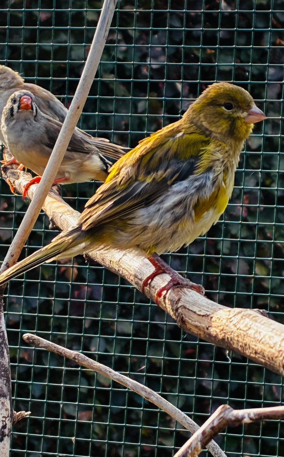 Koppel kanaries, Dieren en Toebehoren, Vogels | Kanaries, Meerdere dieren
