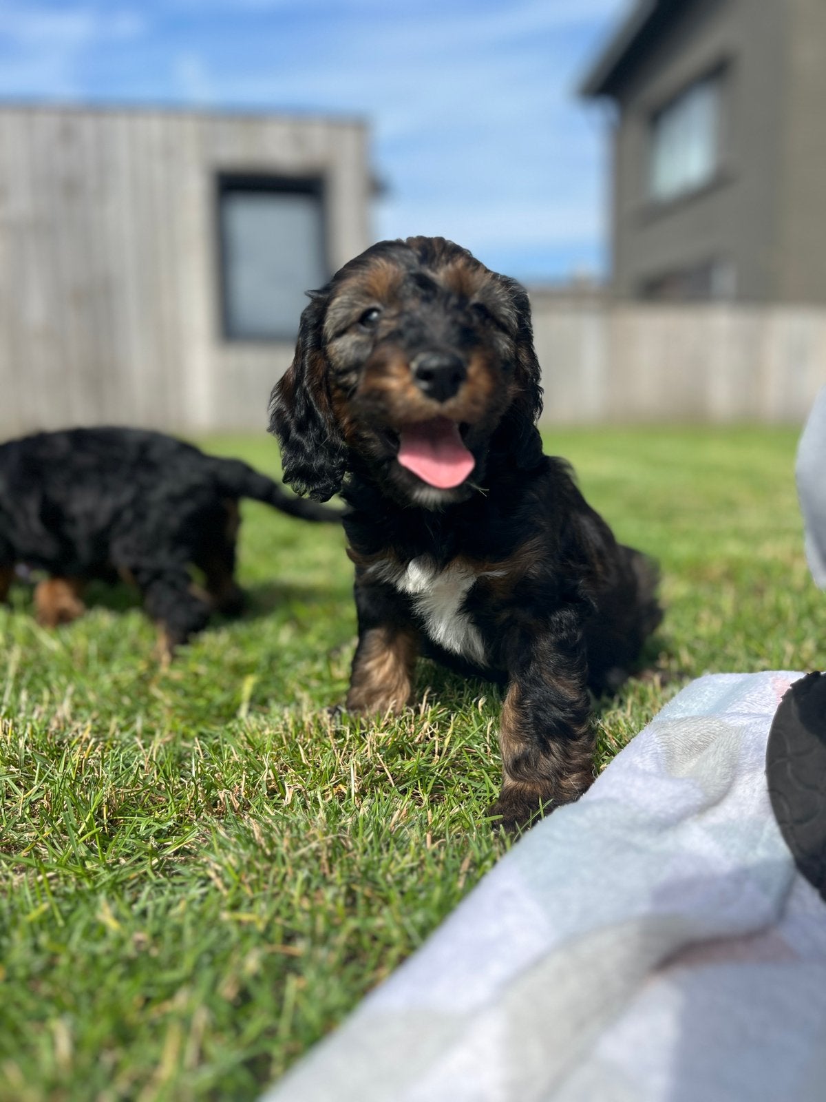 Beaux chiots cockapoo, Caniche, Plusieurs, Hépatite contagieuse (maladie de Rubarth), Belgique