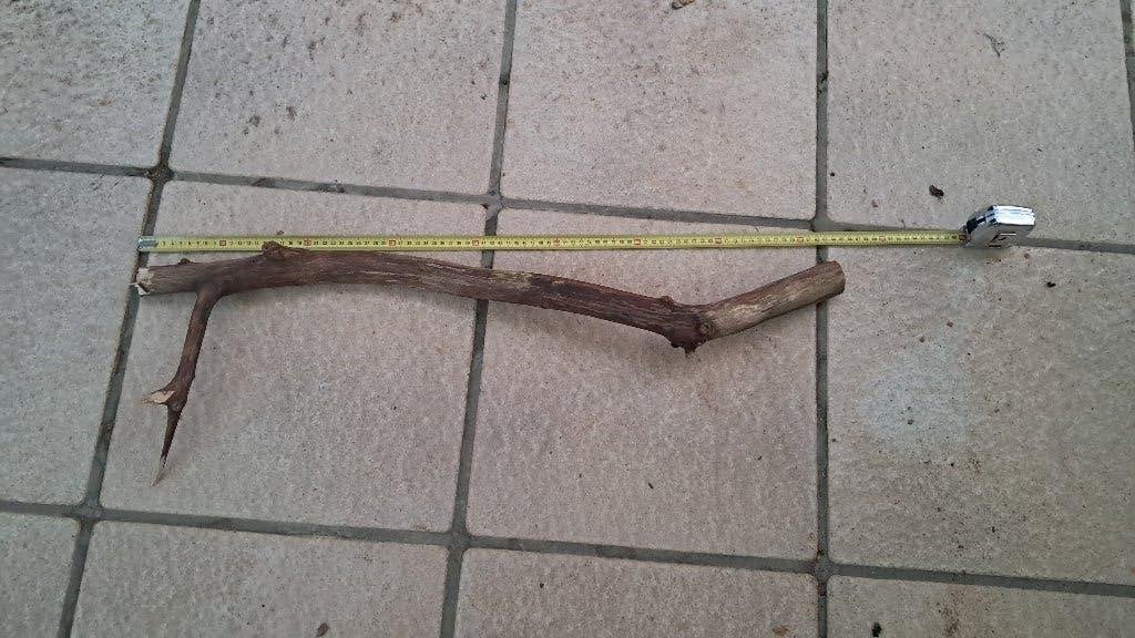 XXL Eikentak 80cm – Premium Hout voor Aquarium & Terrarium, Dieren en Toebehoren, Ophalen, Nieuw, Tak, Plant, Rots of Steen