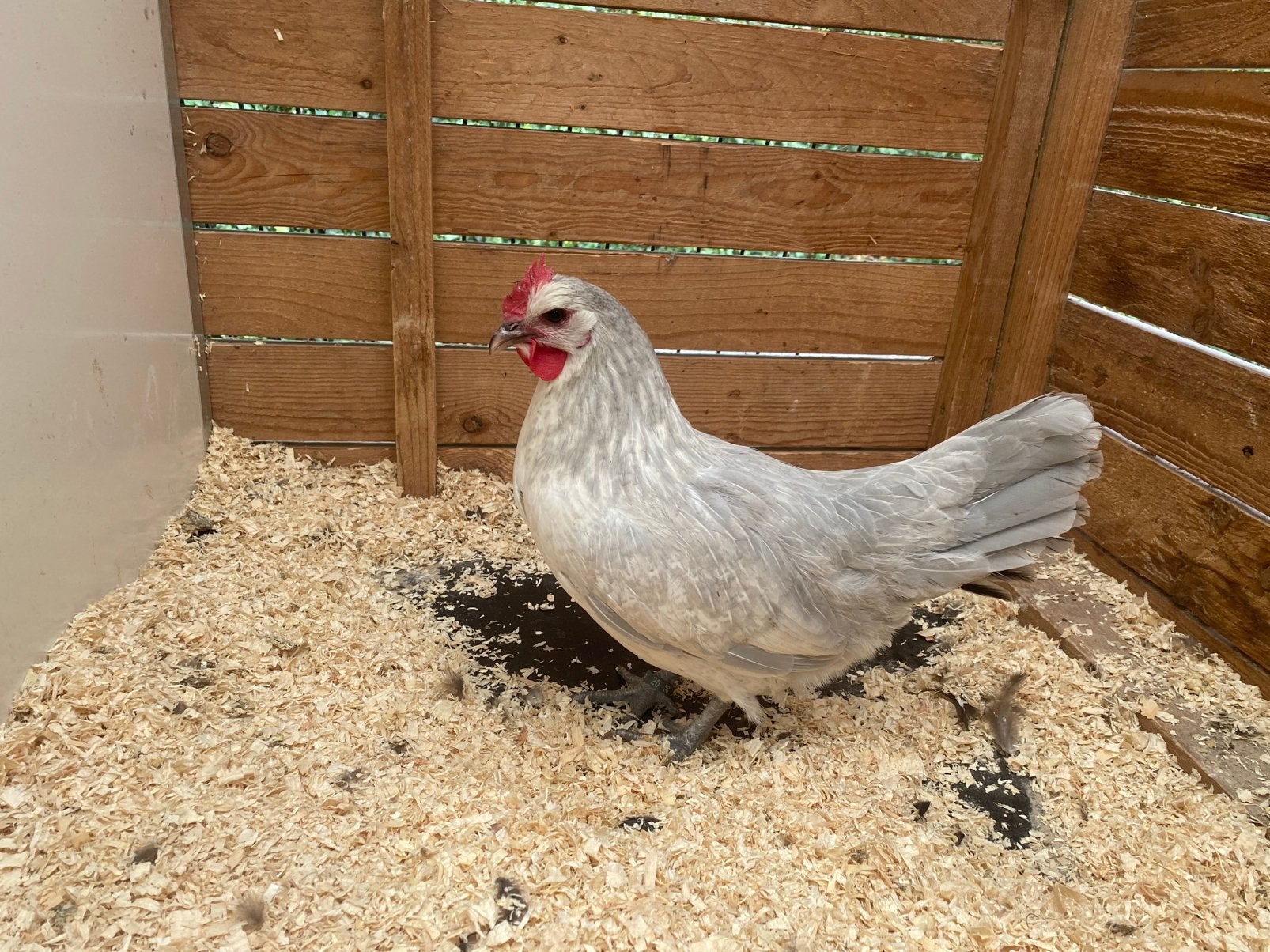 Kruissing bassette hen, Dieren en Toebehoren, Pluimvee