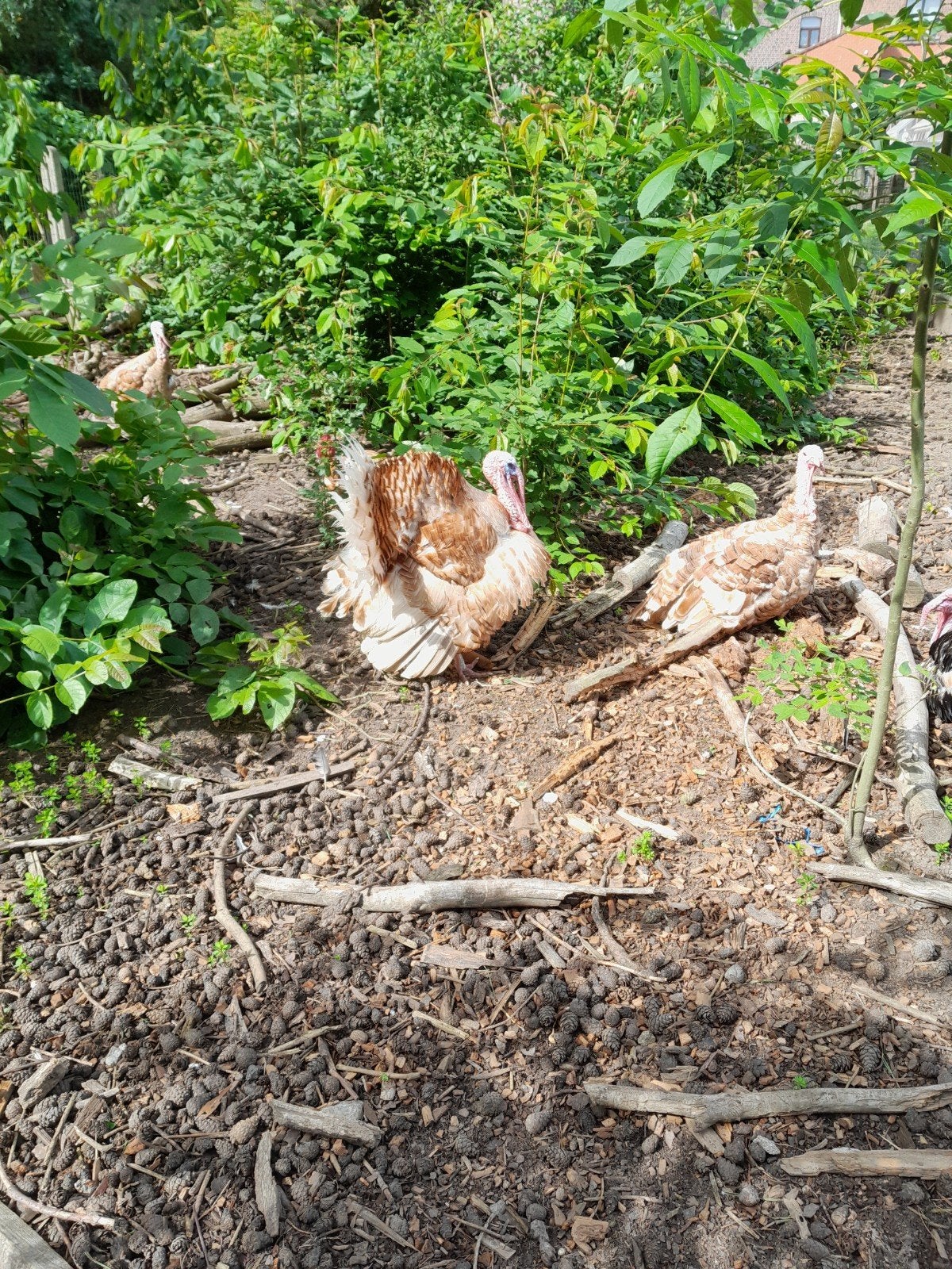 Kalkoenen Ronqiere, Dieren en Toebehoren, Pluimvee