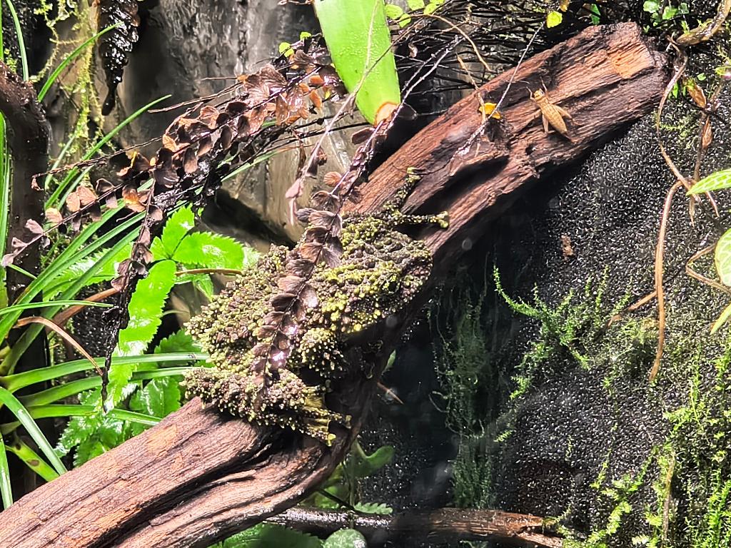 OP ZOEK: Theloderma Corticale vrouwtje/juveniles, Amfibie