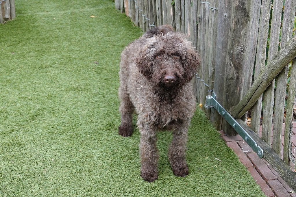 Magnifique chiot Labradoodle Medium chocolat, avec pedigree, 15 semaines à 1 an, Chien (mâle), Maladie de Carré (chiens), Autres races