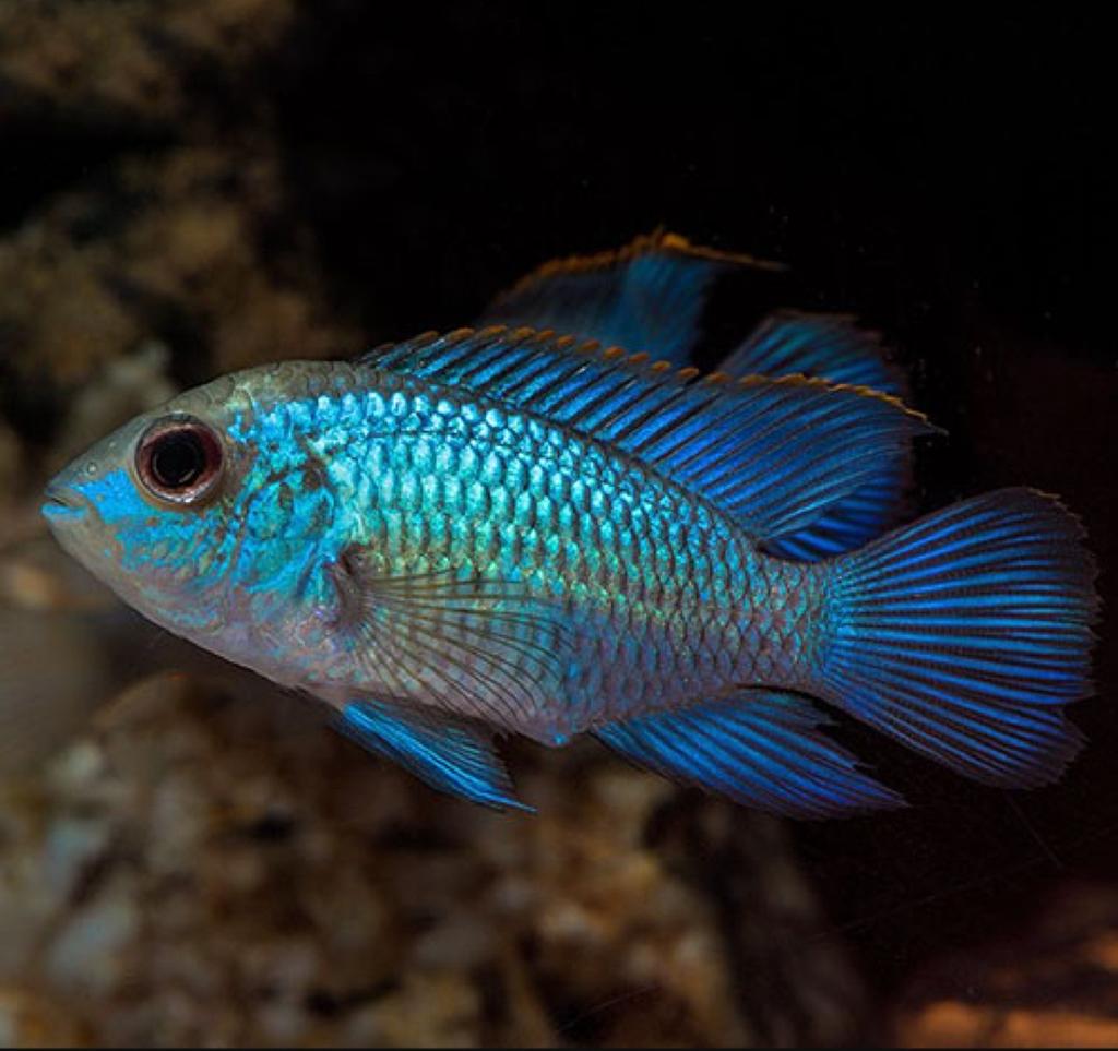 Electric Blue acara's, Vis, Zoetwatervis