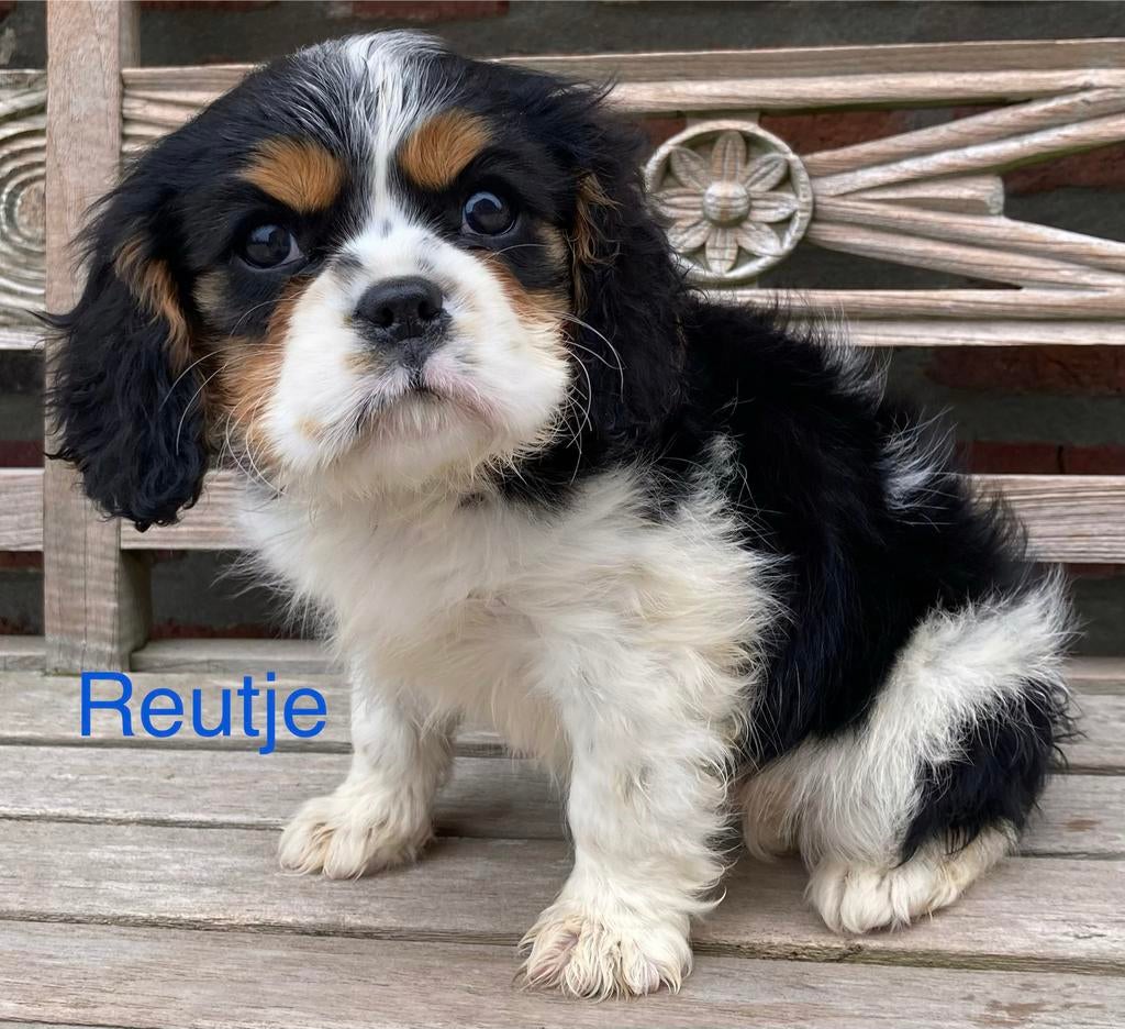 Cavalier king charles spaniël, Dieren en Toebehoren, Parvo, België, Overige rassen, 8 tot 15 weken
