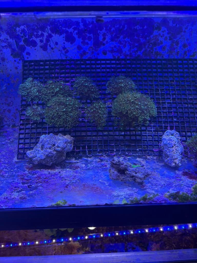 orgelpijp koraal zeeaquarium, Ophalen
