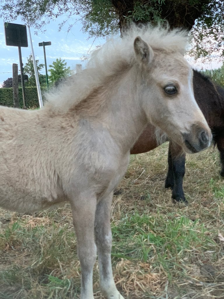 Leuke pony veulentjes, Hengst, Gechipt