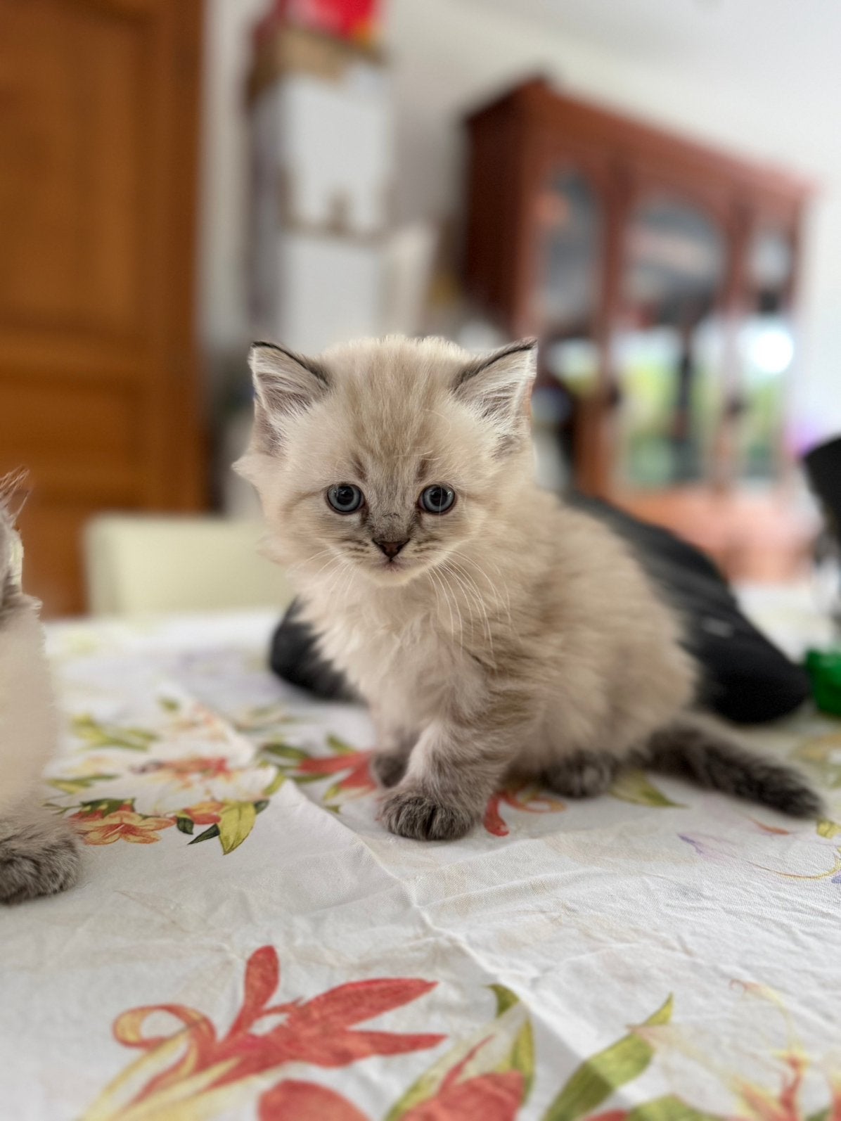 Chatons Ragdoll, Animaux & Accessoires, Plusieurs animaux, Avec pedigree