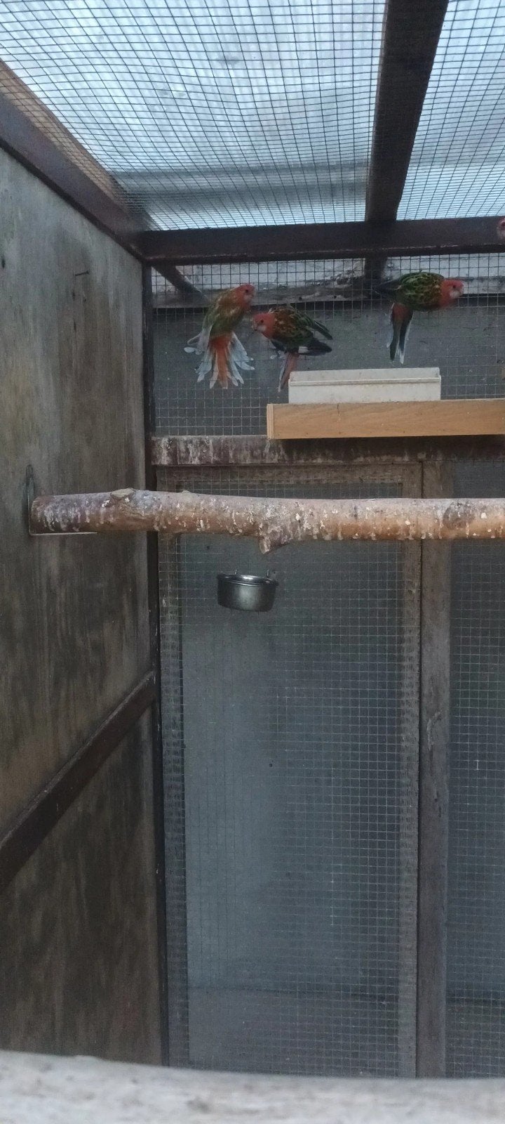 Rosella parkieten, Dieren en Toebehoren