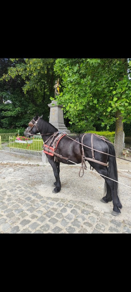 Jument Merens, Animaux & Accessoires, Chevaux, Jument, L
