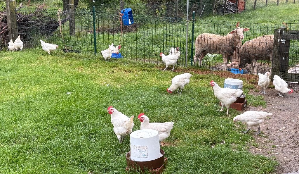 Poules de Bresse et coqs - 15€ chacun, Plusieurs animaux, Poule ou poulet
