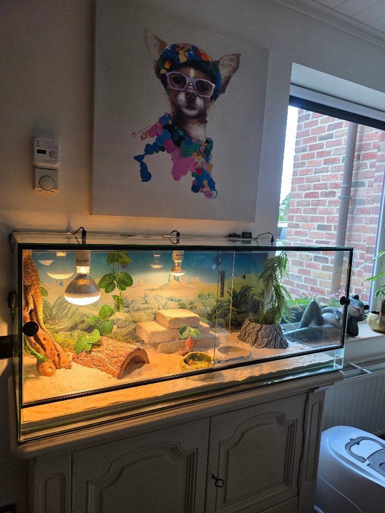 2 terrarium's met alle toebehoren +reptiel bardaham, Dieren en Toebehoren, Ophalen, Terrarium of Paludarium