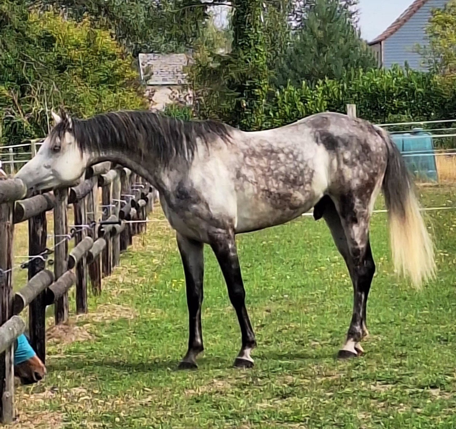 hongre Ps arabe, Animaux & Accessoires, 11 ans ou plus, Moins de 160 cm, L, Cheval de récréation