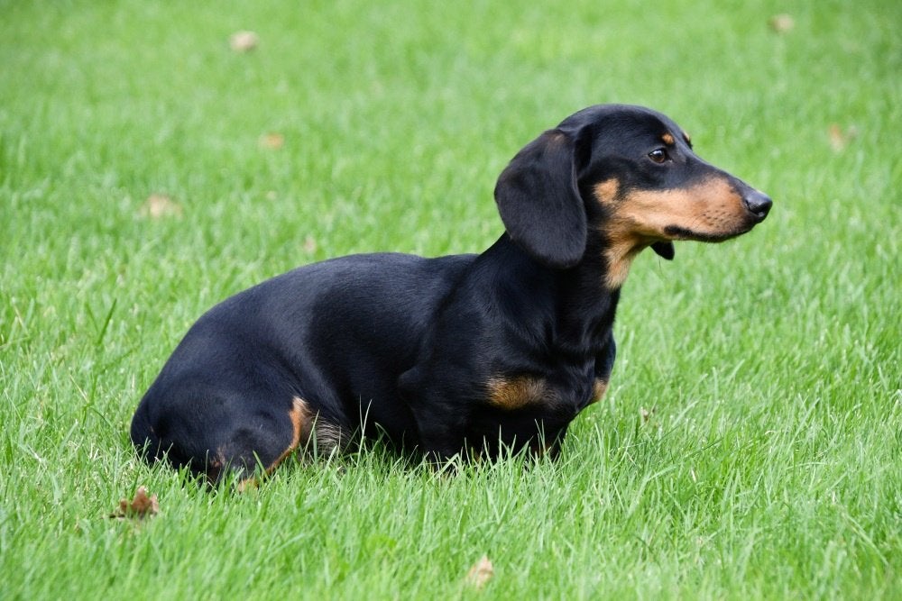 Teckel nain à vendre (mâle), 15 semaines à 1 an, Poils courts, Chien (mâle), Éleveur | Professionnel