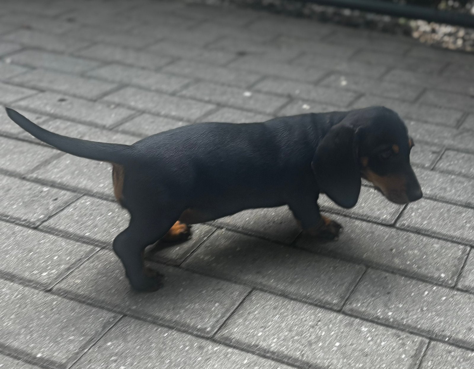 Chiot teckel à poil court super mignon, élevé à la maison !, Poils courts, Maladie de Carré (chiens), Chienne, Belgique