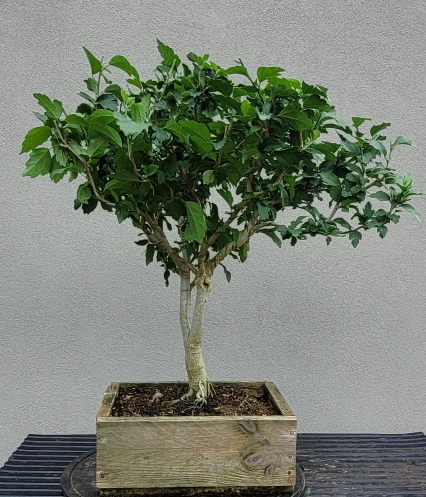 Hibiscus bonsai (paarse bloemen), Ophalen