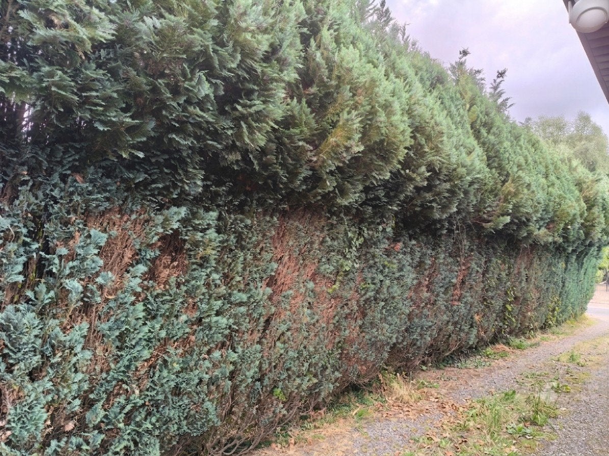 gratis brandhout - conifeer, Ophalen, Conifeer, Haag, 250 cm of meer