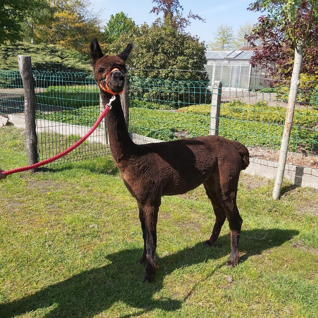 Alpaca merrie met stamboom, Dieren en Toebehoren, April, Vrouwelijk