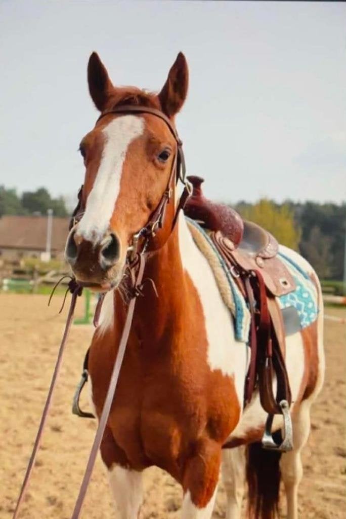 Dakota – bonte merrie van 11 jaar, Dieren en Toebehoren, Paarden, Minder dan 160 cm, Niet van toepassing, 11 jaar of ouder, Recreatiepaard