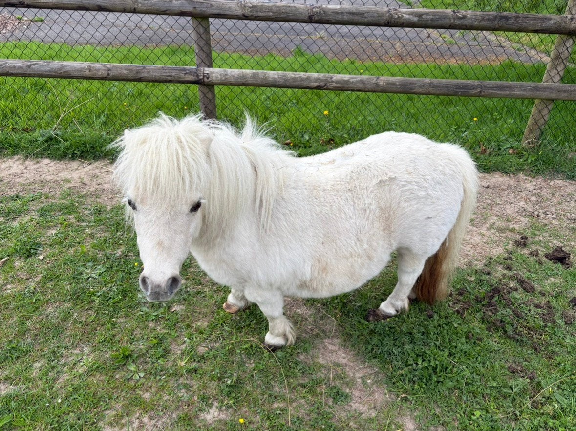 Kleine shetland merrie is op zoek naar nieuwe vrienden, Dieren en Toebehoren, Pony's, Merrie, A pony (tot 1.17m), 11 jaar of ouder