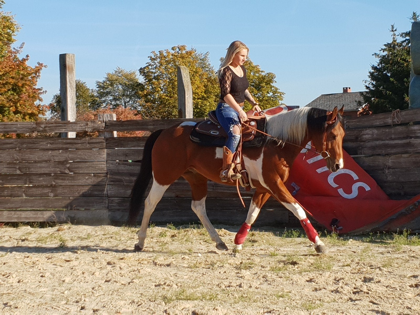 APHA homozygoot hengst, Dieren en Toebehoren, Paarden, Minder dan 160 cm, Met stamboom, Niet van toepassing, Hengst