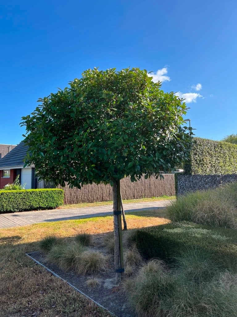 Photinia boom, Tuin en Terras, Ophalen