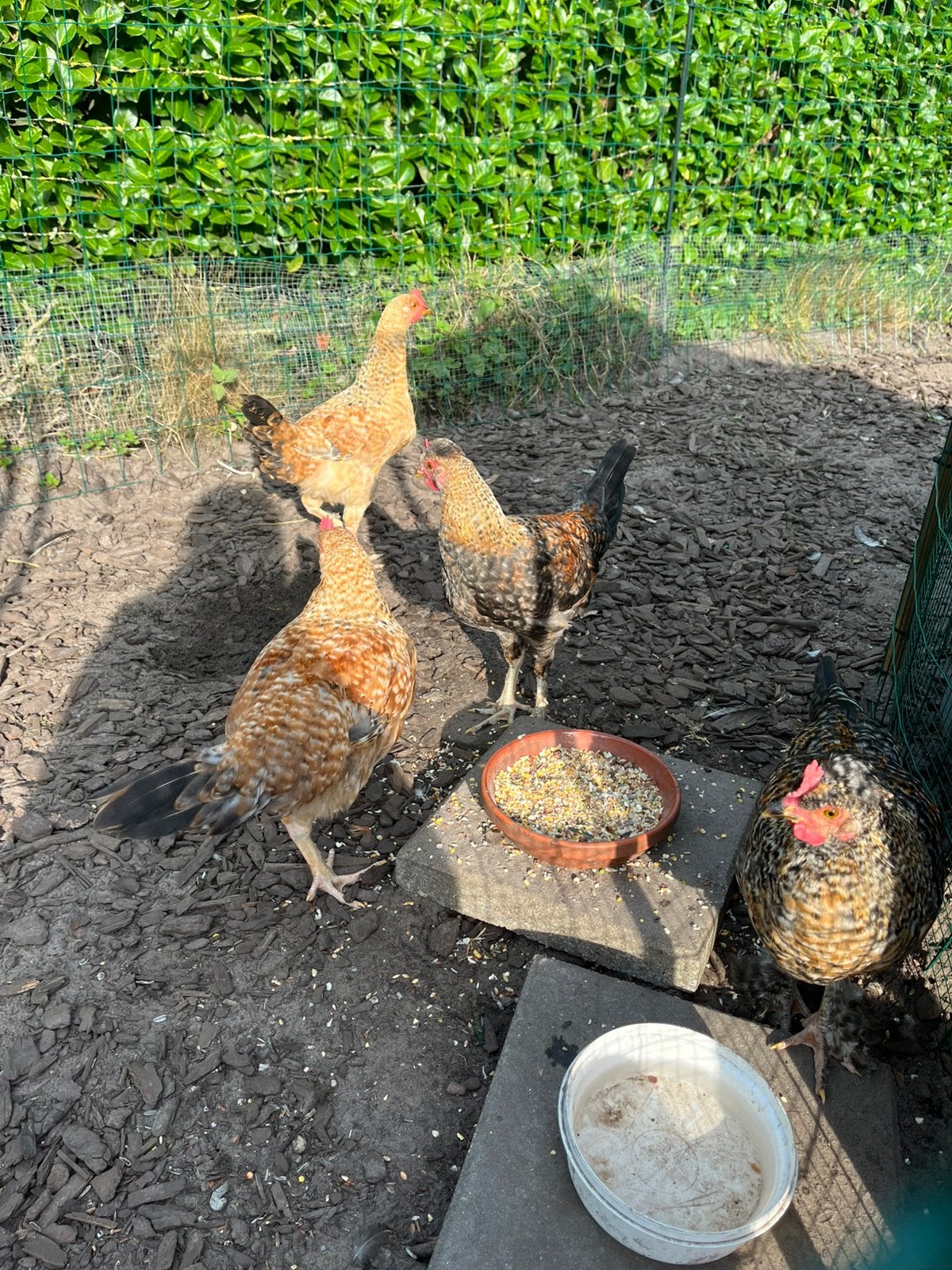 jonge hanen, Dieren en Toebehoren, Mannelijk, Kip