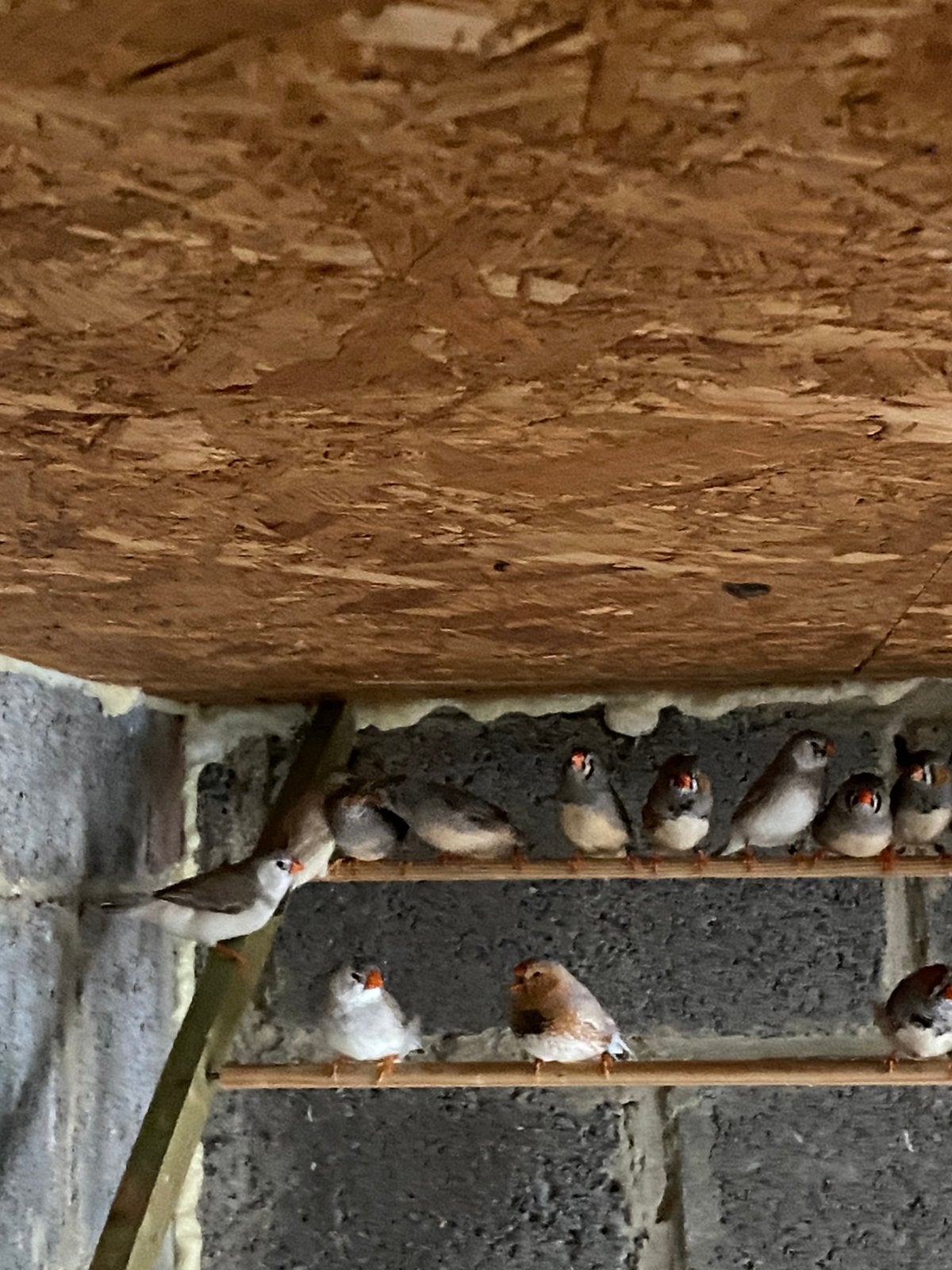 Zebravink 2026., Dieren en Toebehoren, Vogels | Overige Vogels
