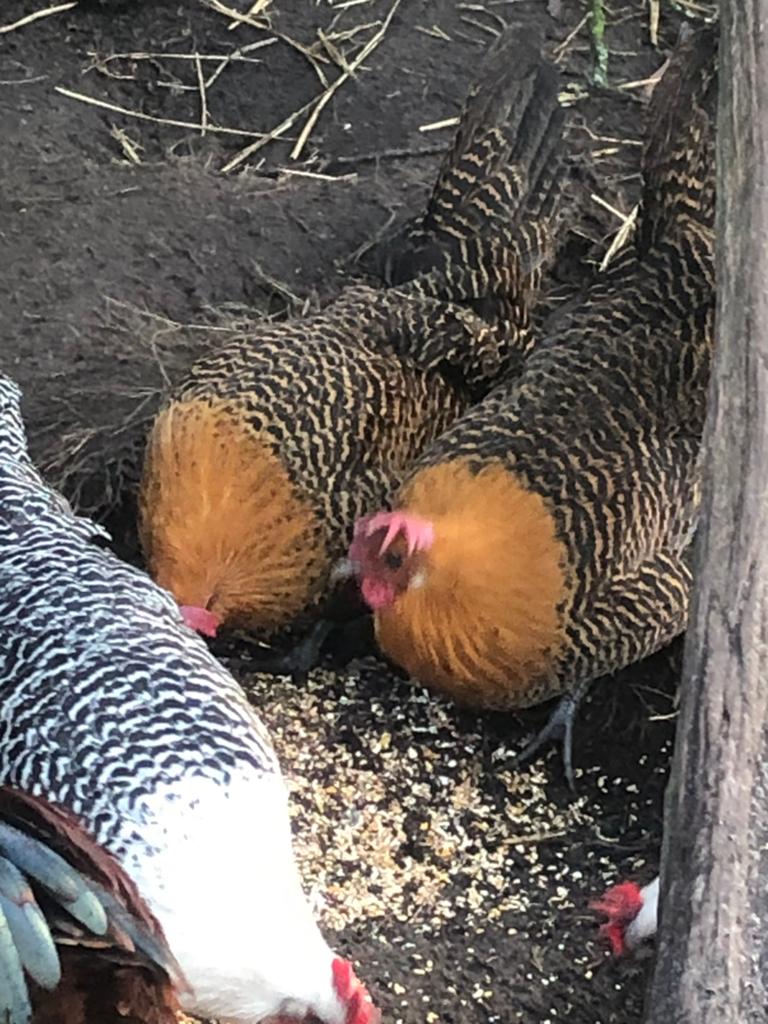 Brakel kuikens, Poule ou poulet