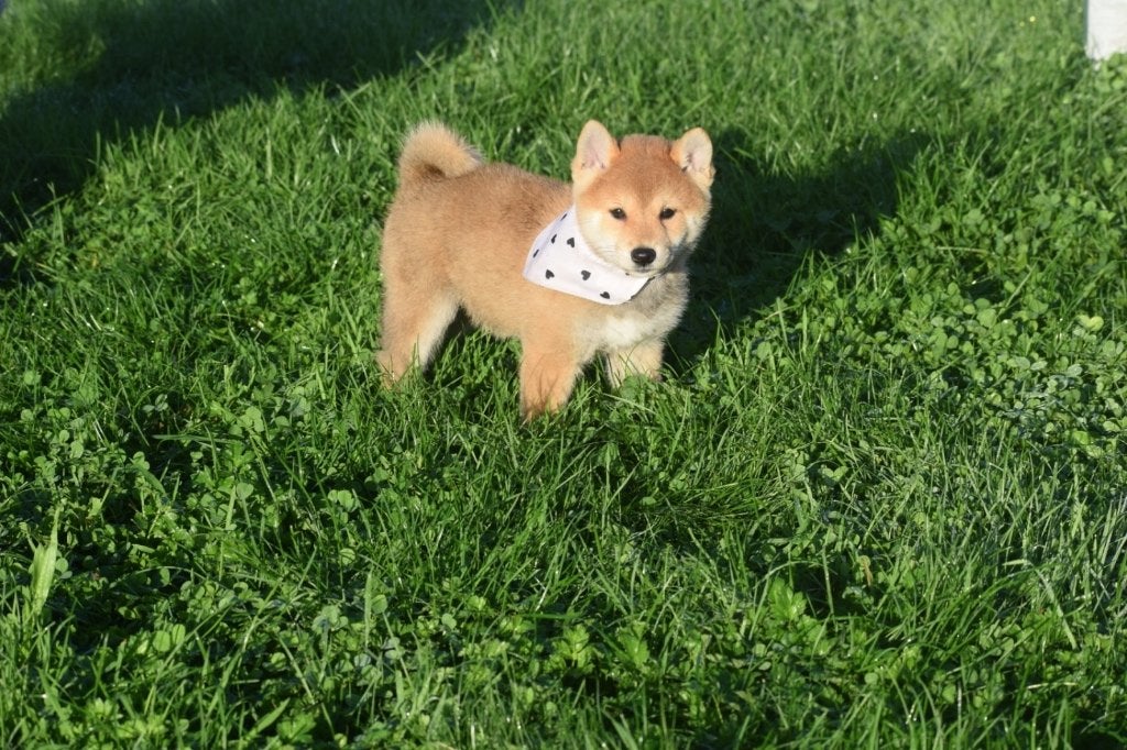 Shiba inu pups nieuw nestje, Dieren en Toebehoren, 15 weken tot 1 jaar, Buitenland, Poolhond, CDV (hondenziekte)