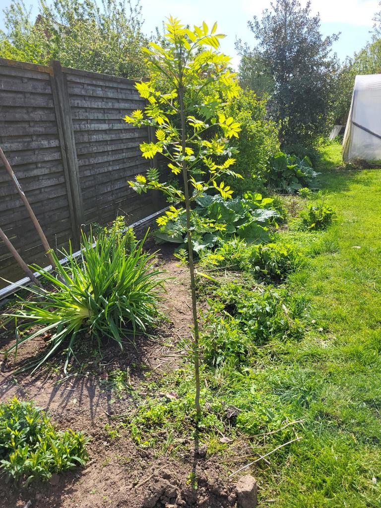 Boom Es 160cm, Ophalen