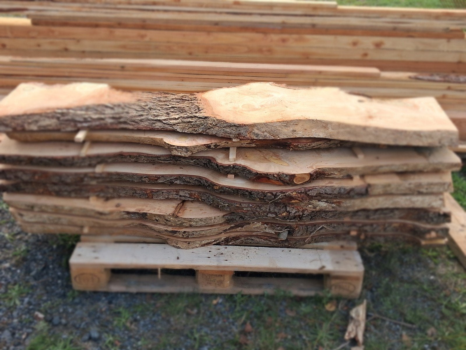 Magnifiques plateaux de CÈDRE, Ophalen, 25 tot 50 mm, Nieuw, Plank