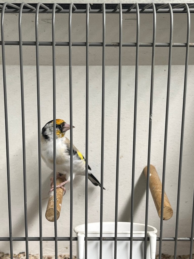 Major putters, Dieren en Toebehoren, Meerdere dieren, Wildzangvogel, Geringd