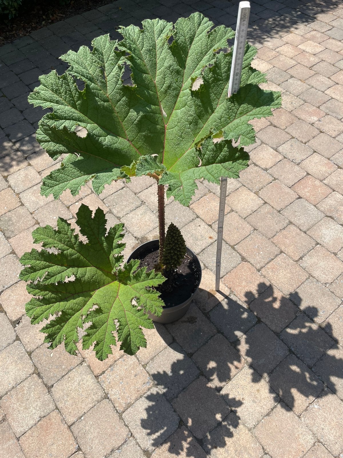 Gunnera reuzerabarber mammoetblad, Tuin en Terras, Planten | Tuinplanten, Ophalen