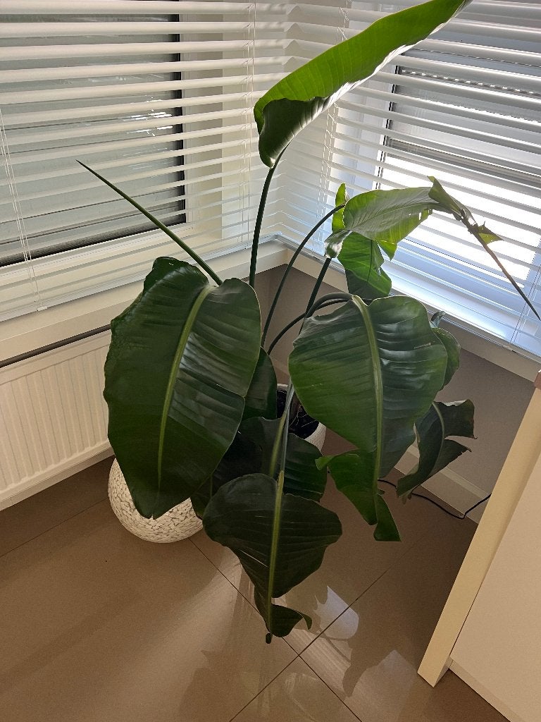 Plant plus pot 40 euro, Ophalen, Overige soorten, In pot, Halfschaduw