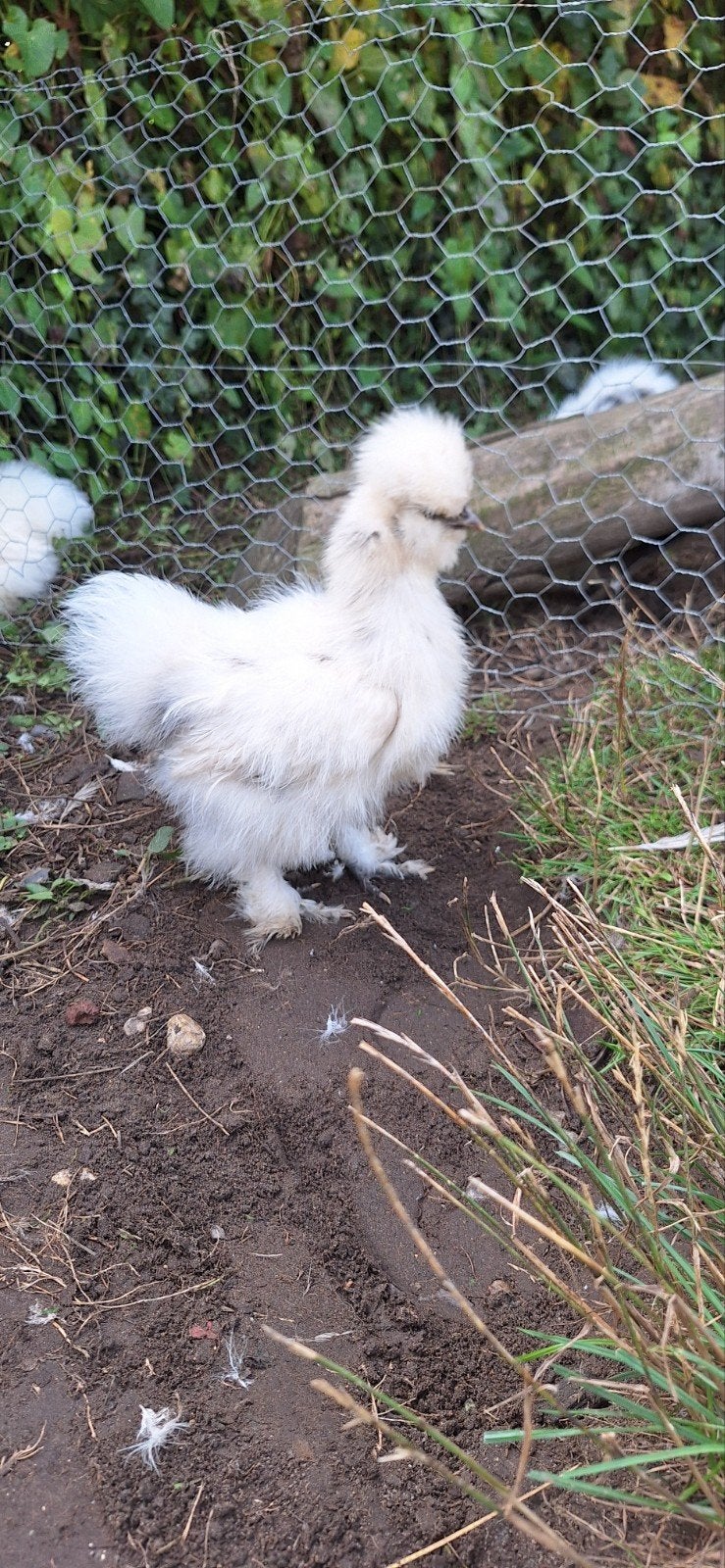 USA zijdehoender haantje, Animaux & Accessoires, Volatiles, Mâle, Poule ou poulet
