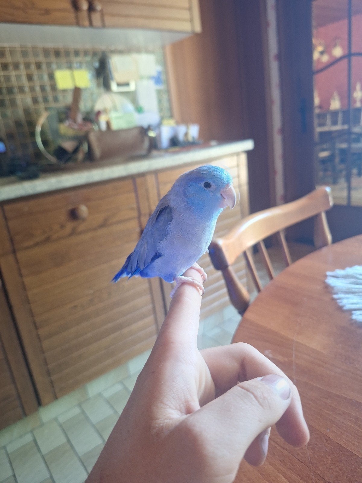 Koppel handtamme forpussen met kooi